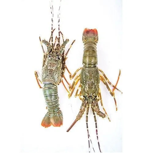 800340485-1-fish-o-meat-mumbai-lobster-shevande-large-500x500